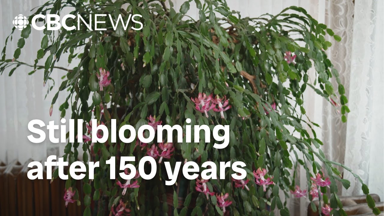 Why this Christmas cactus still blooms after nearly 150 years