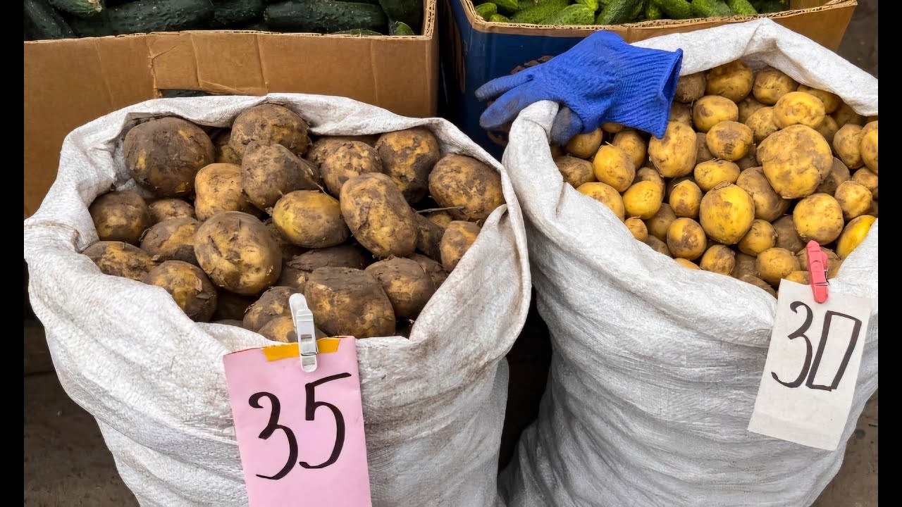 В чому СУТЬ вирощування Молодої Картоплі на продаж.Три Нюанси