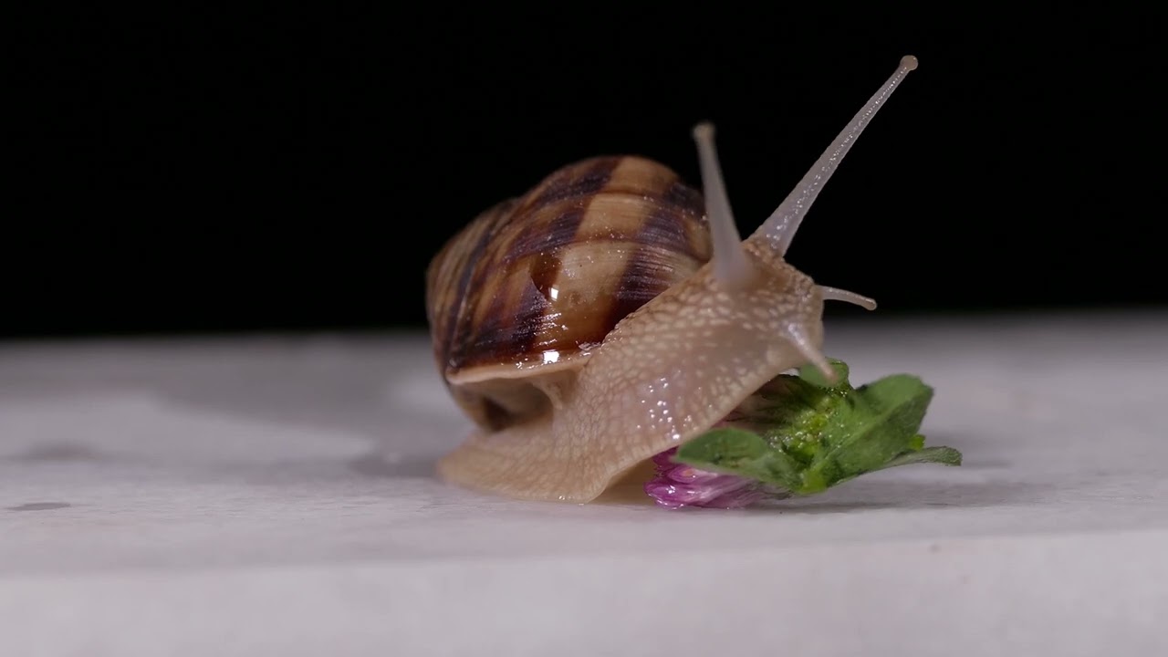What do snails eat? Are you feeding your snails right?