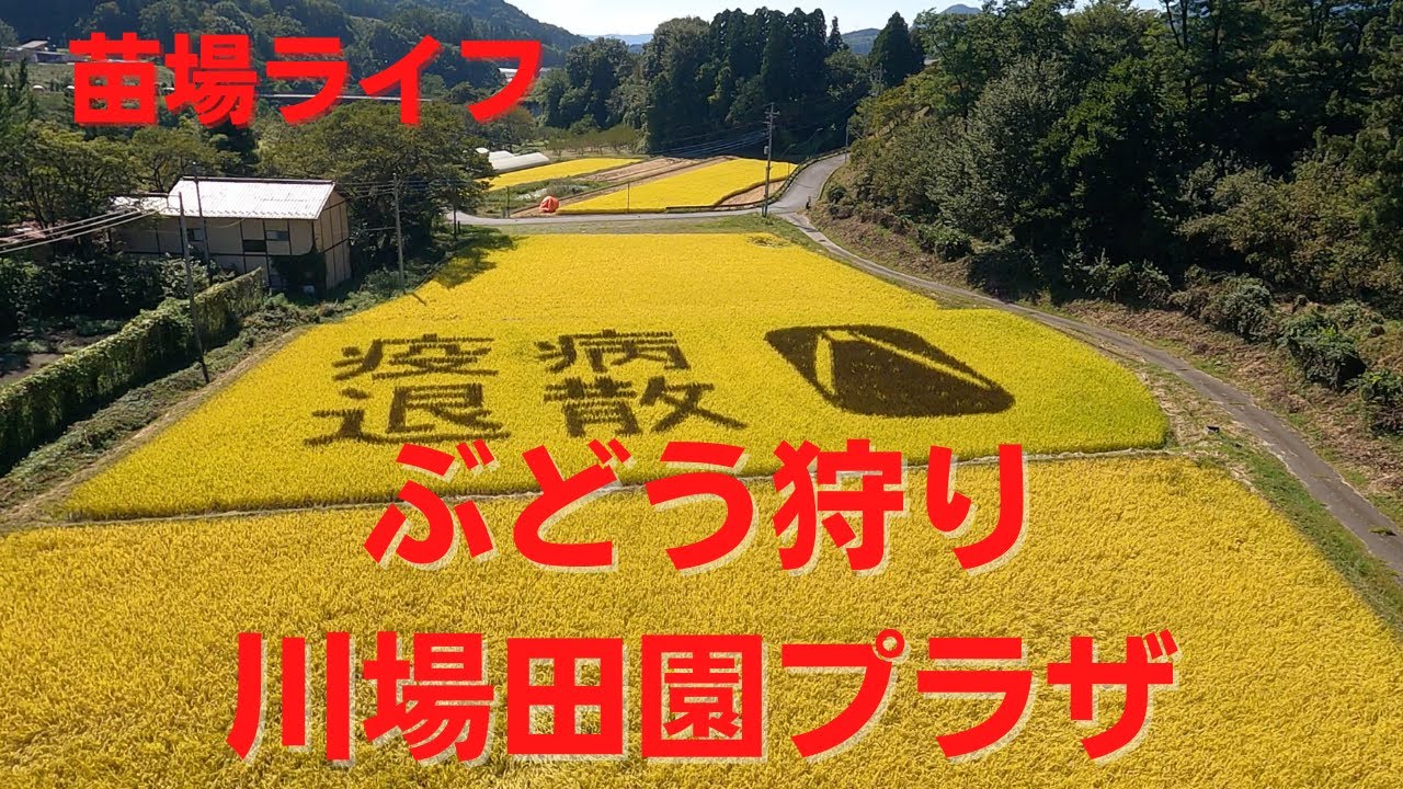 【苗場ライフ】ブドウ狩り・川場田園プラザ　Naeba,Grape picking / Kawaba Denen Plaza
