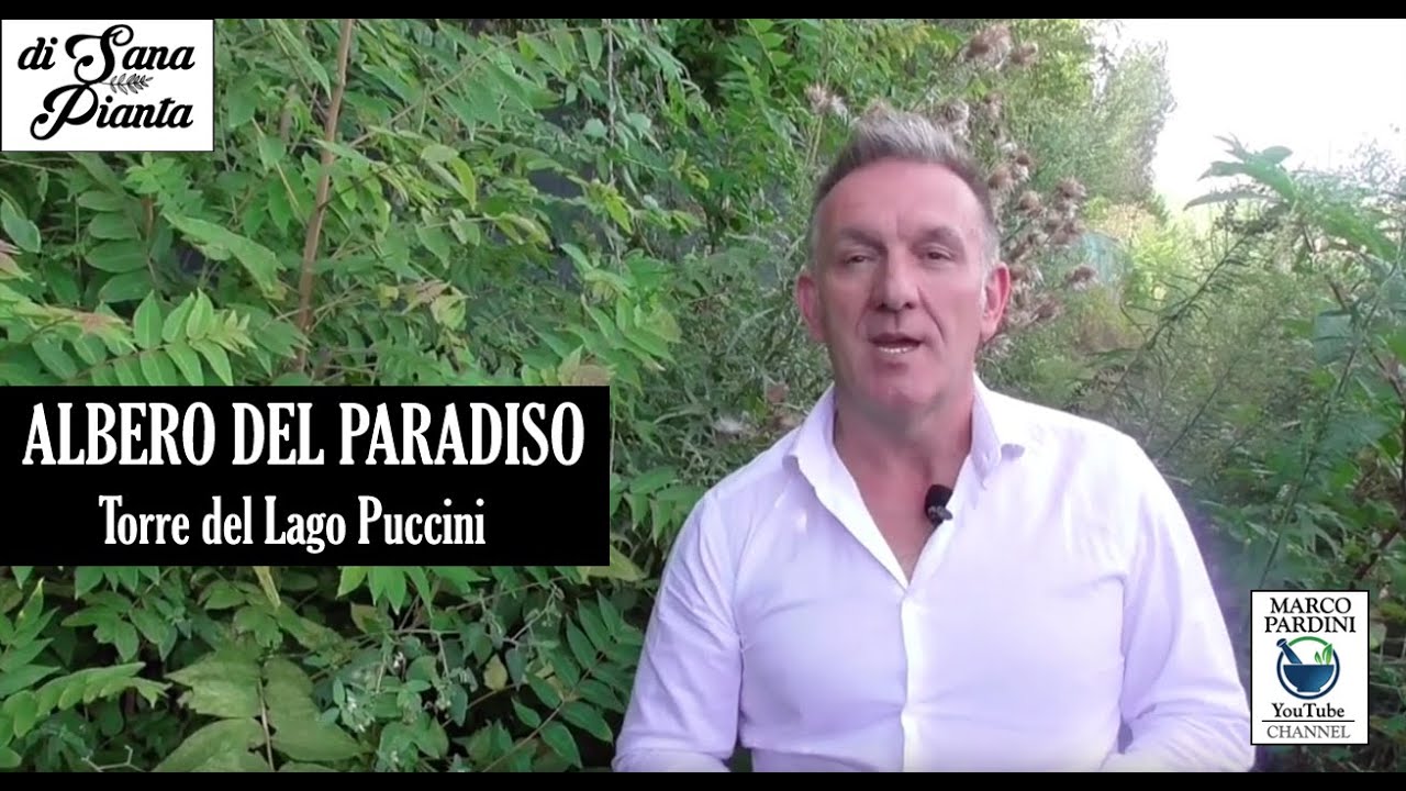 ALBERO DEL PARADISO