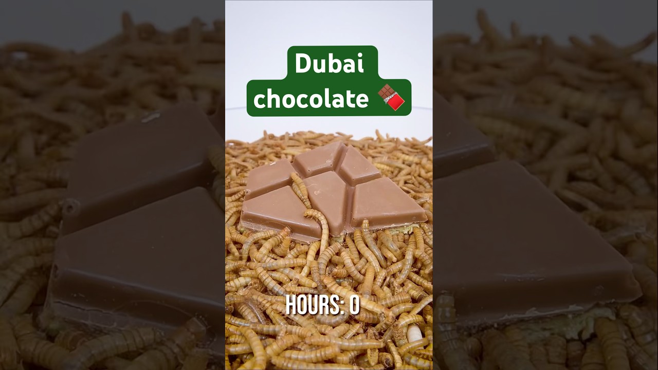 Mealworms vs. Dubai chocolate 🍫 #insects #timelapse