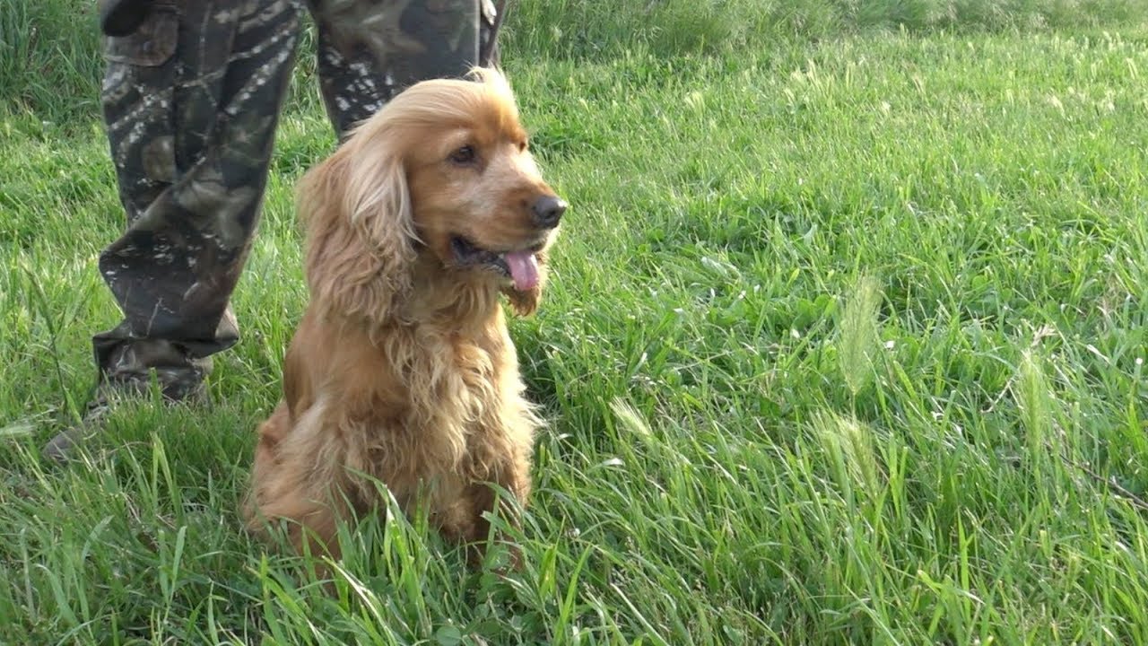 Cani da CERCA _ Gara Cinofila su Quaglie con ABBATTIMENTO _ EnalCaccia PG