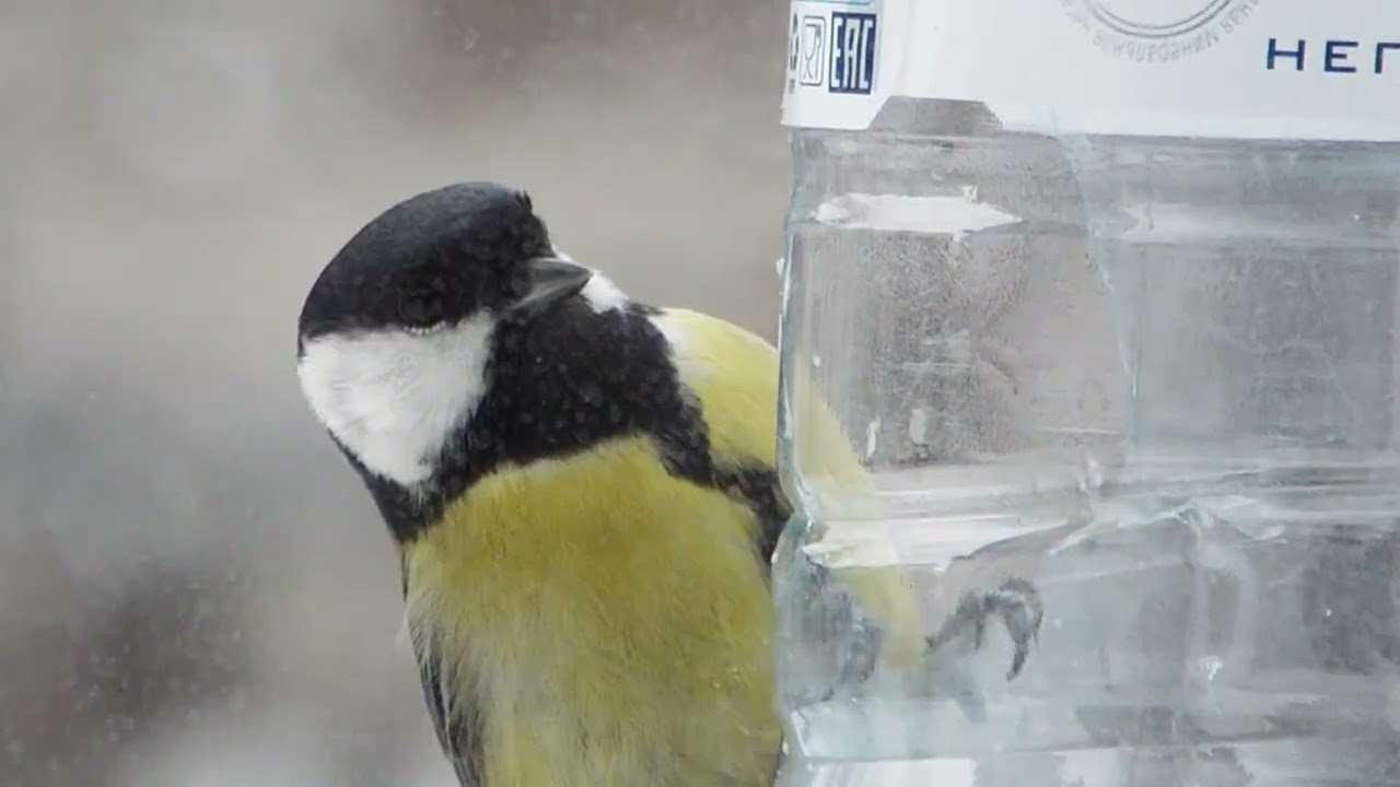 Угощаю синиц зимой лакомствами, и заодно снимаю их на видео