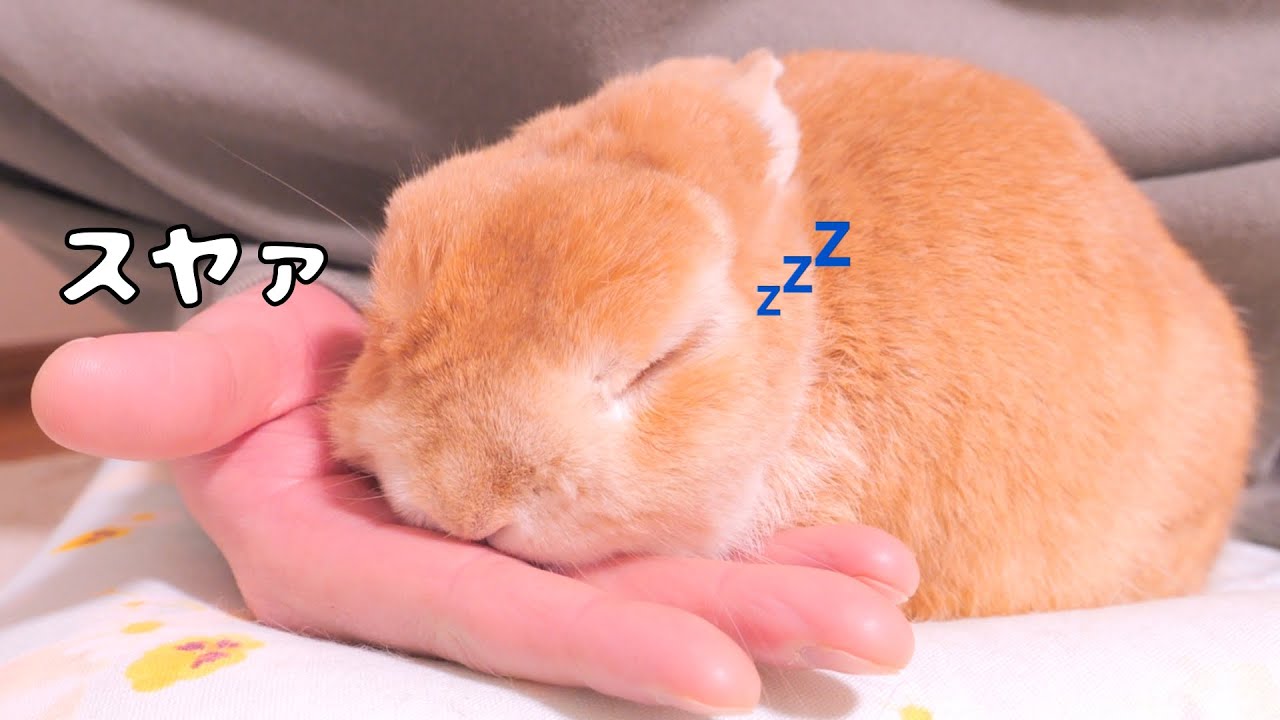 手のひらにお顔を乗せたら液体のように眠りだすウサギが可愛すぎました【No.1838】