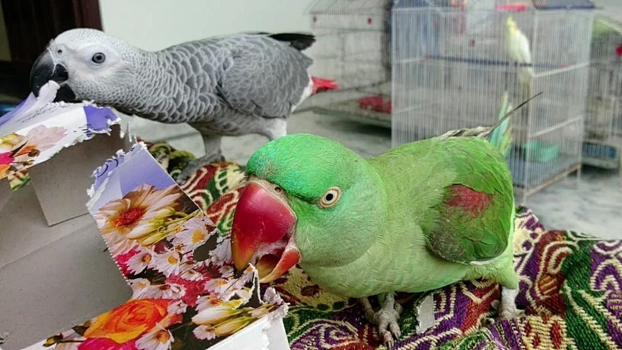 Parrots Fighting For Box!!
