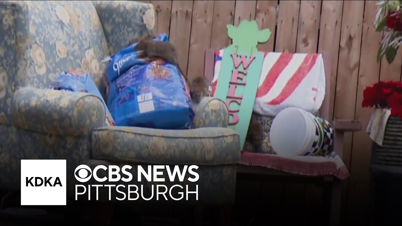 Residents in Pennsylvania township say they're overrun by rats from neighboring property