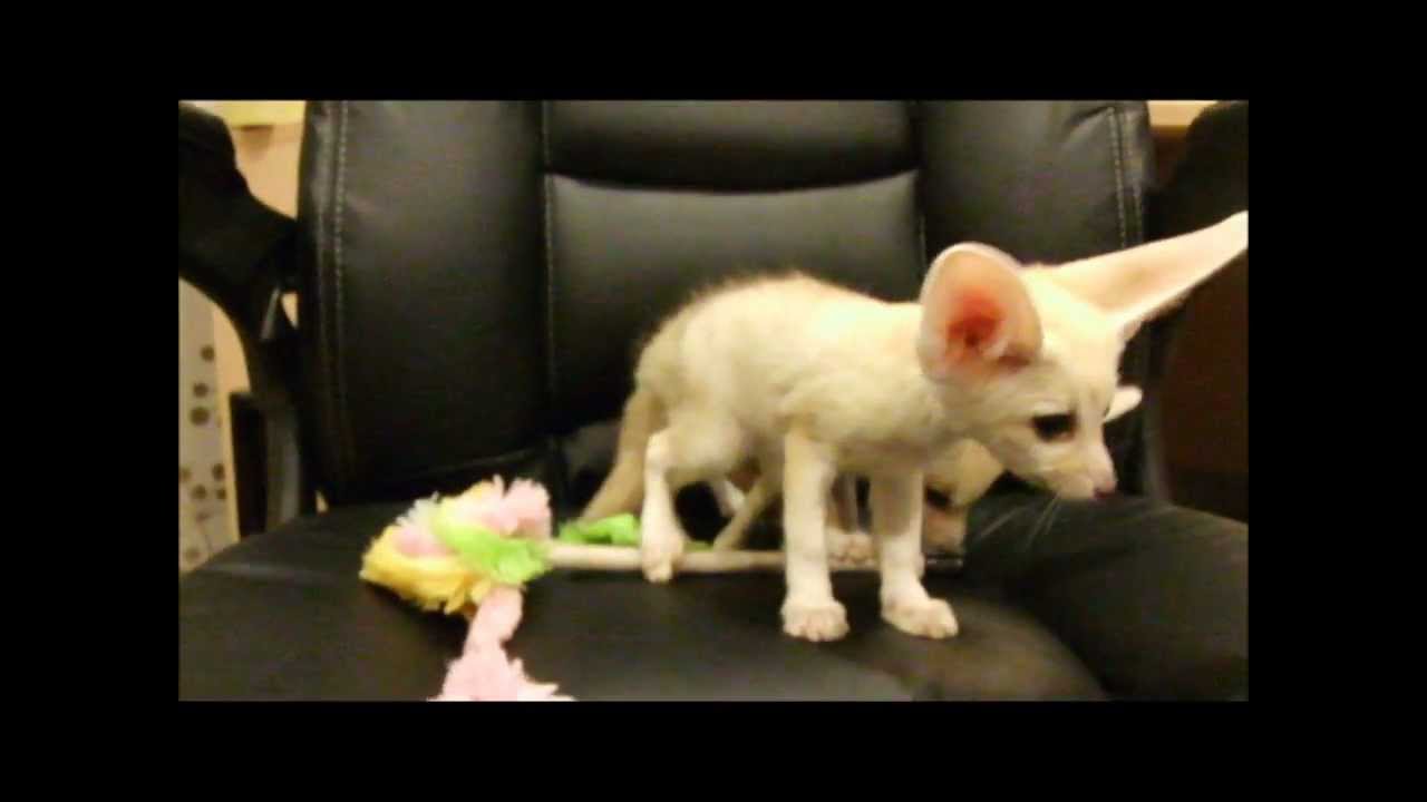 Fennec fox babies