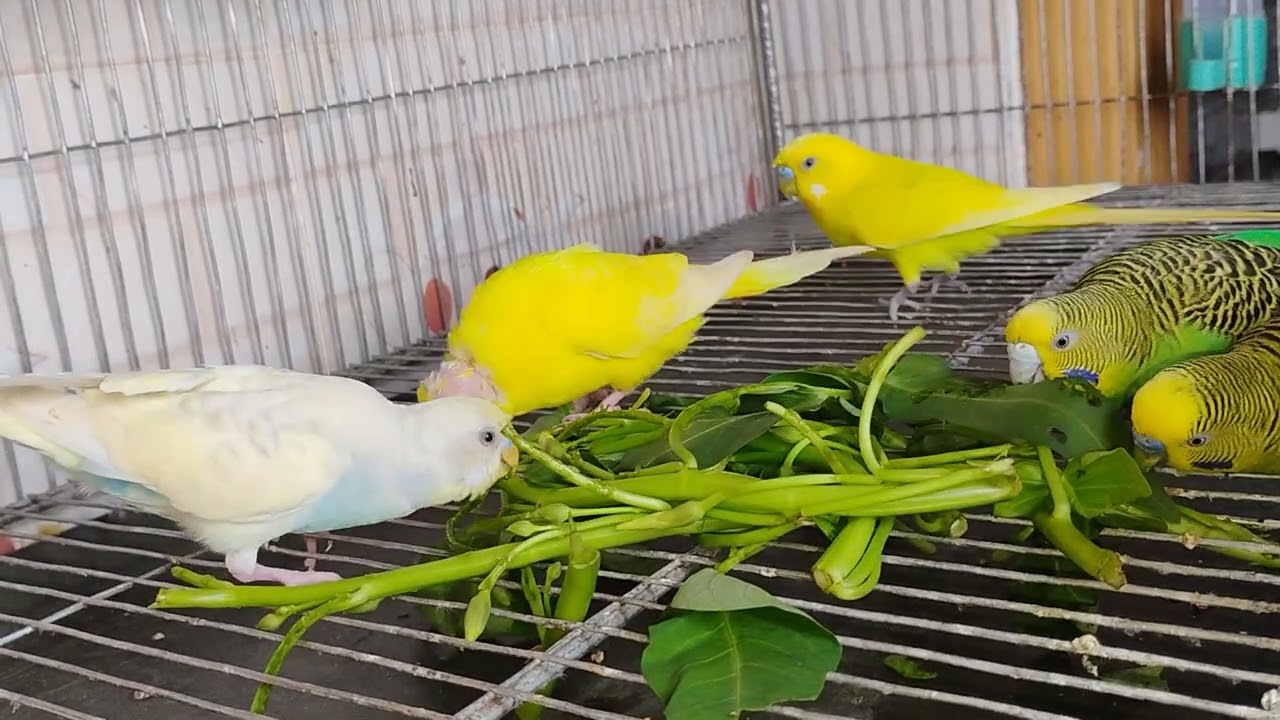 Pakhi kolmi shak koto anoder shathe khai dekhen
