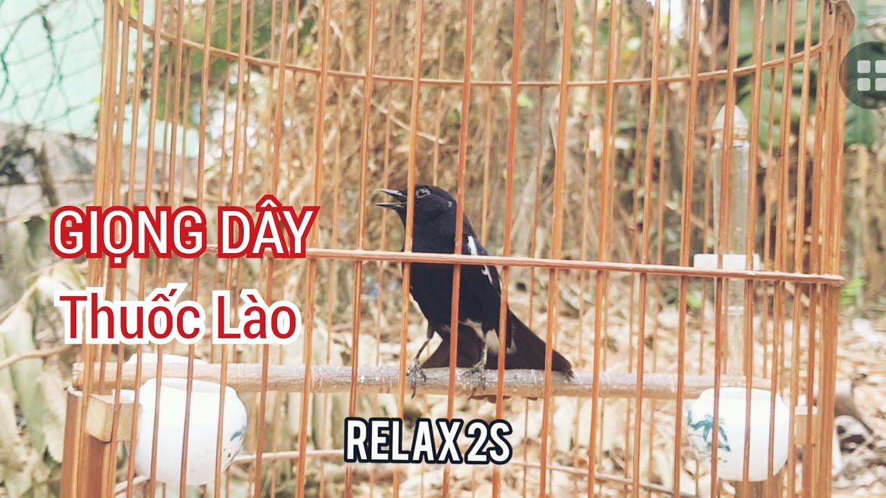ch&ograve;e đất h&oacute;t giọng d&acirc;y giọng thuốc l&agrave;o
