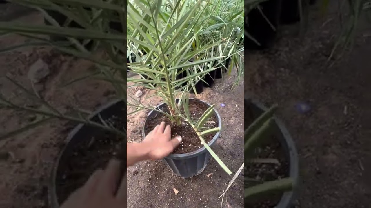 طريقة الاستخراج النخيل النسيجي من السندانه ونقله التربة وعملية السقي والتسميد