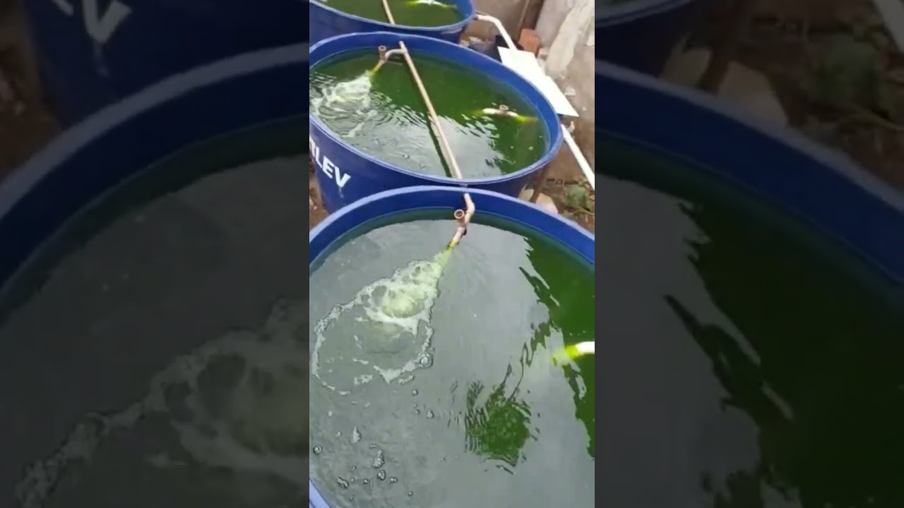 Cria&ccedil;&atilde;o de til&aacute;pia em caixa d'&aacute;gua sistema com 3 caixas de mil litros #peixe #tilapia