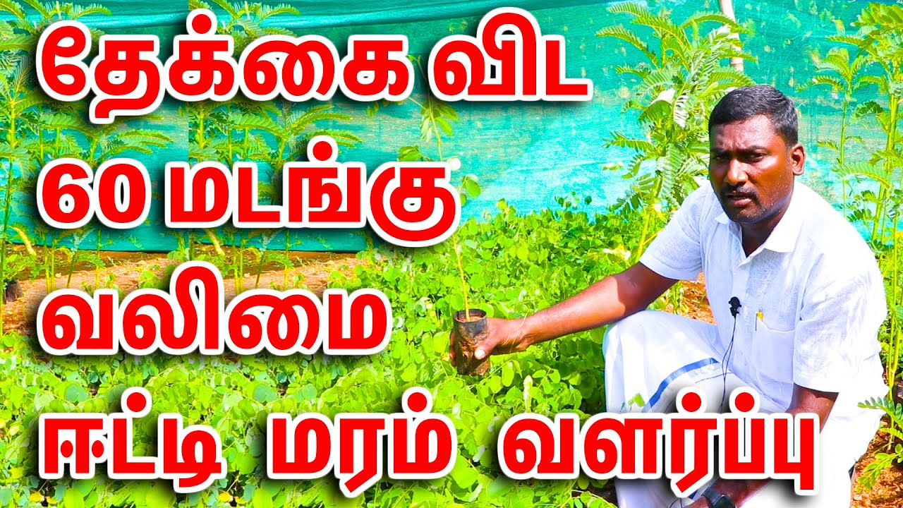 மரங்களின் ராஜா தோதகத்தி, ரோஸ் வுட், ஈட்டி || Rose Wood || King of Trees ||Mylee Nursery|மயிலி நர்சரி