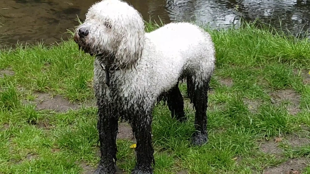 Worlds Cutest Labradoodle Compilation