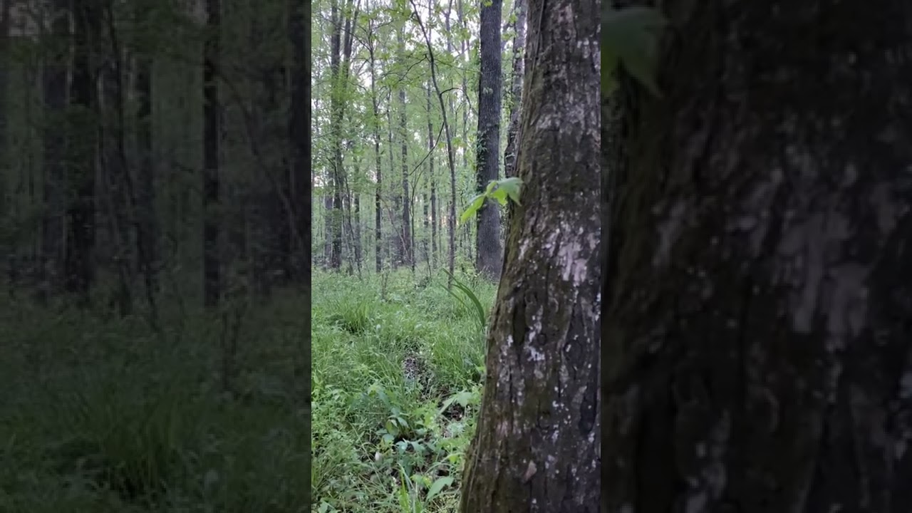 Hard Gobbling Turkey! We got right under him!