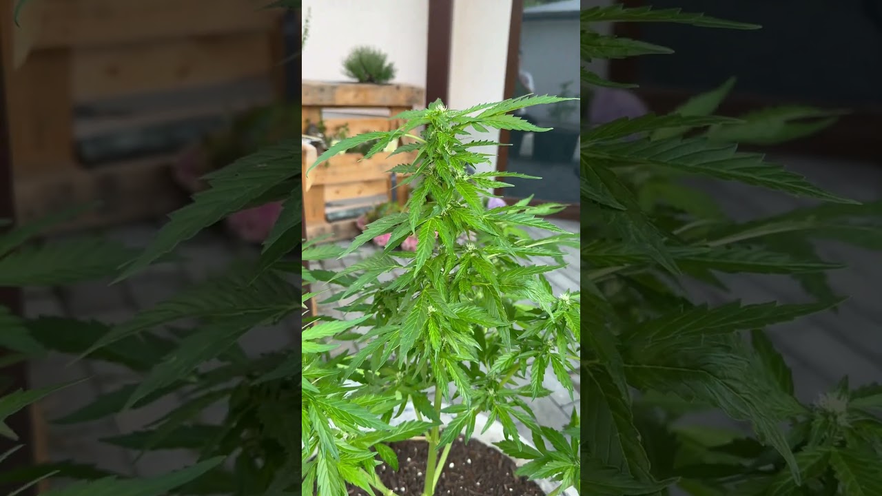 Northern Lights. 3. Woche in der Bl&uuml;te #weed #cannabis #outdoor #grow #growing #plants #green