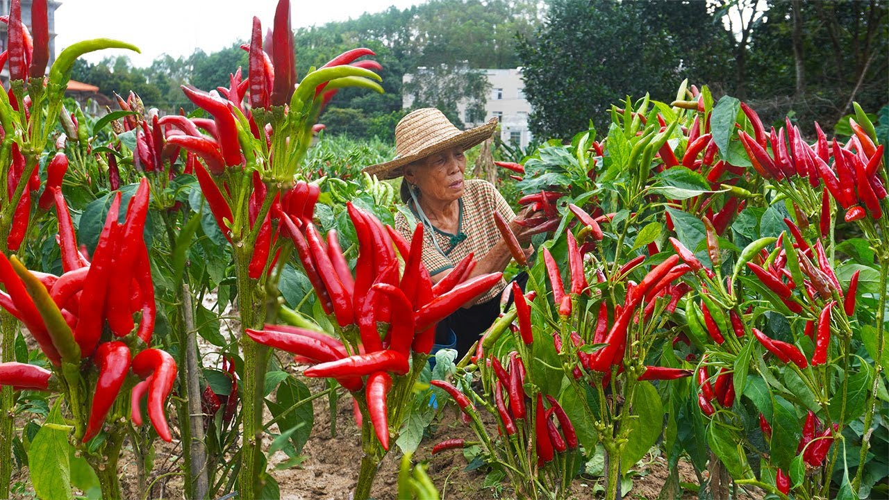 Grandma teaches you how to make pure handmade chili sauce｜想吃剁椒酱别去买了，在家就能做，鲜香美味，比买的还好吃｜ 广西 美食｜ 玉林阿婆