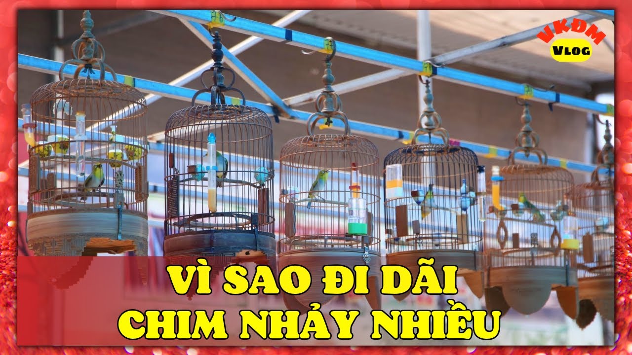 Vì sao đi dãi chim nhảy nhiều? | VKĐM