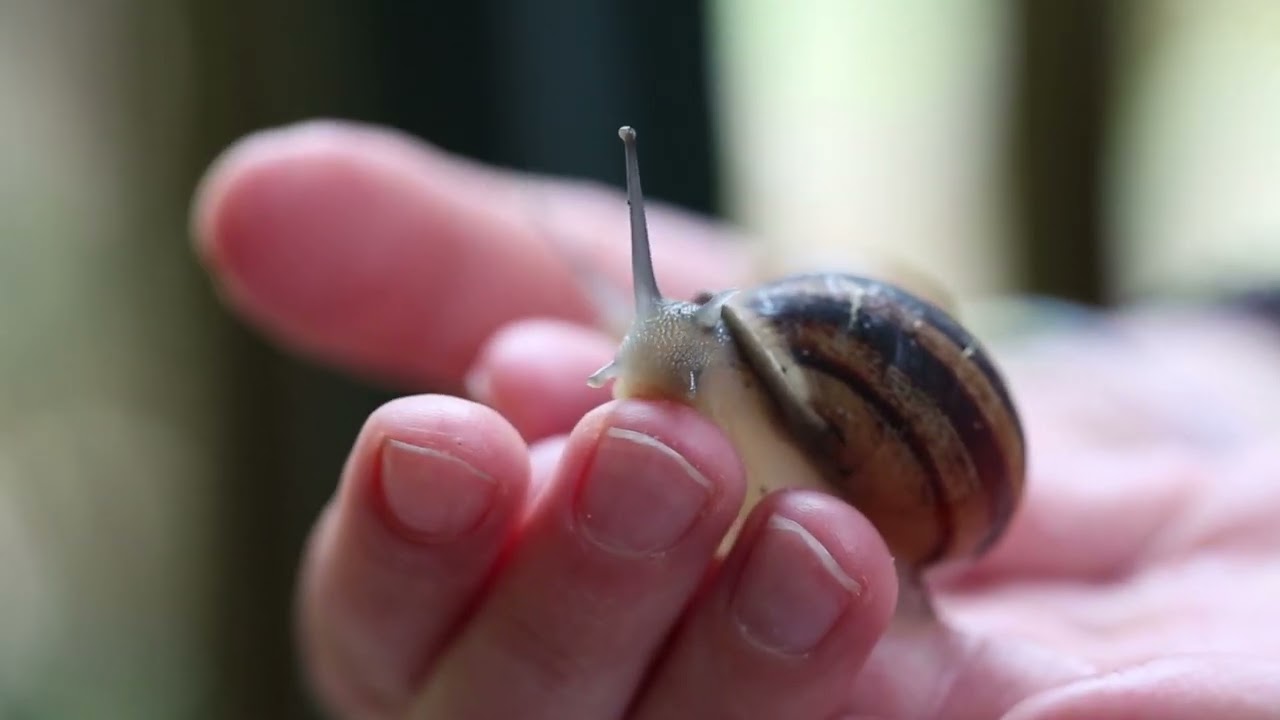 LEKOVITE PRIČE | Puž | TV DR