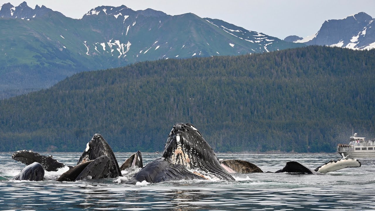Humpback Whales Bubble Netting / Bubble Feeding in Juneau, Alaska