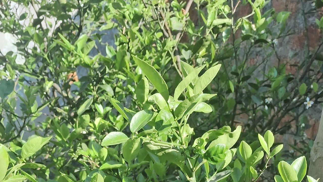 good evening friends#youtube live#sonivlog#