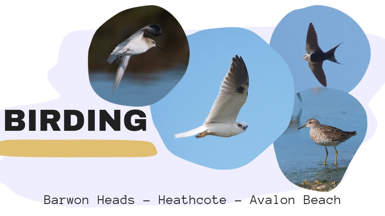 3 DAYS BIRDING | 14 SPECIES