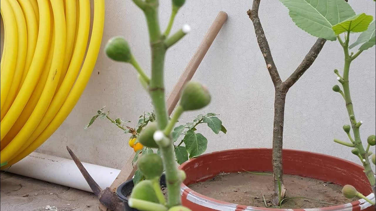 FIG Anjeer care !!! FOR maximum fruiting