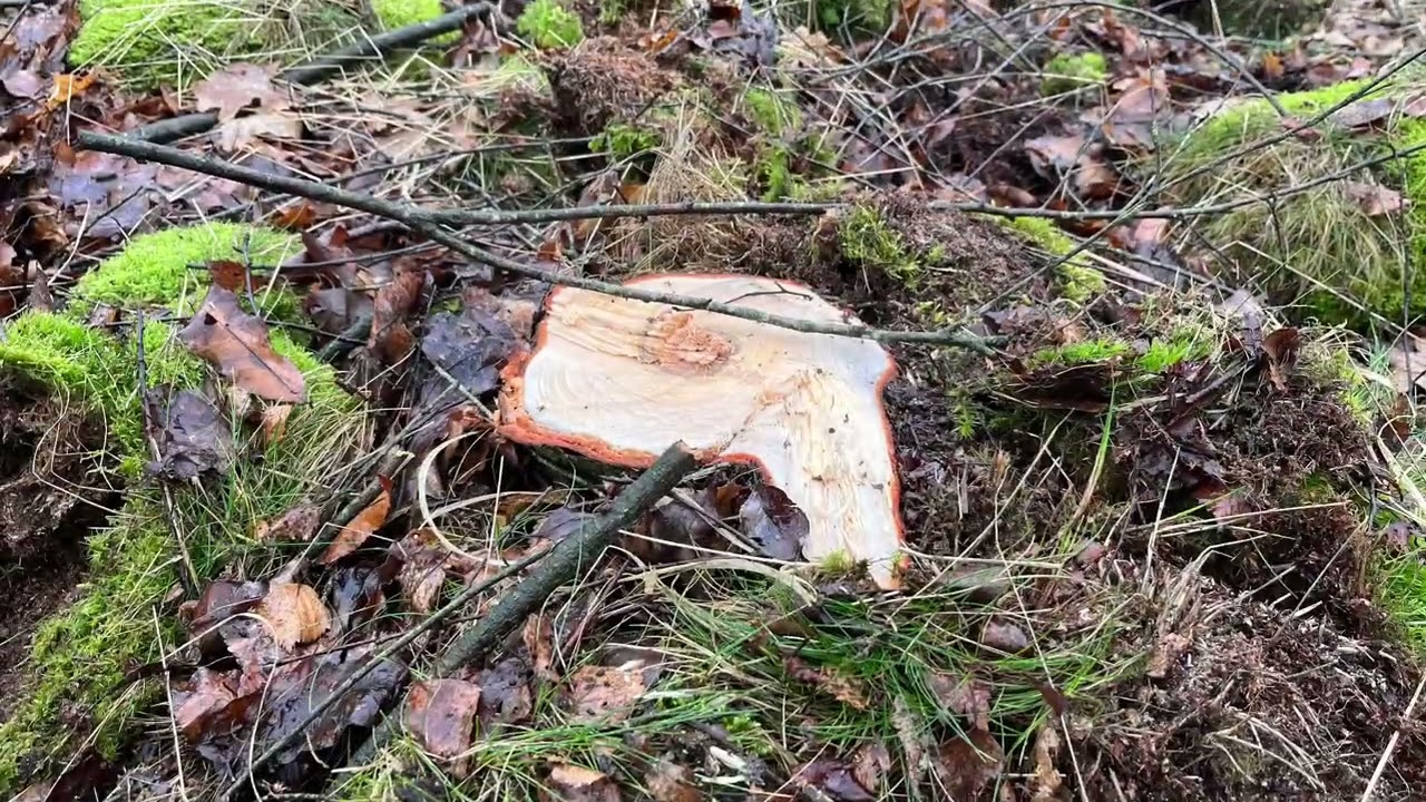 GeestenReich: Entwicklung der Pingo-Ruine