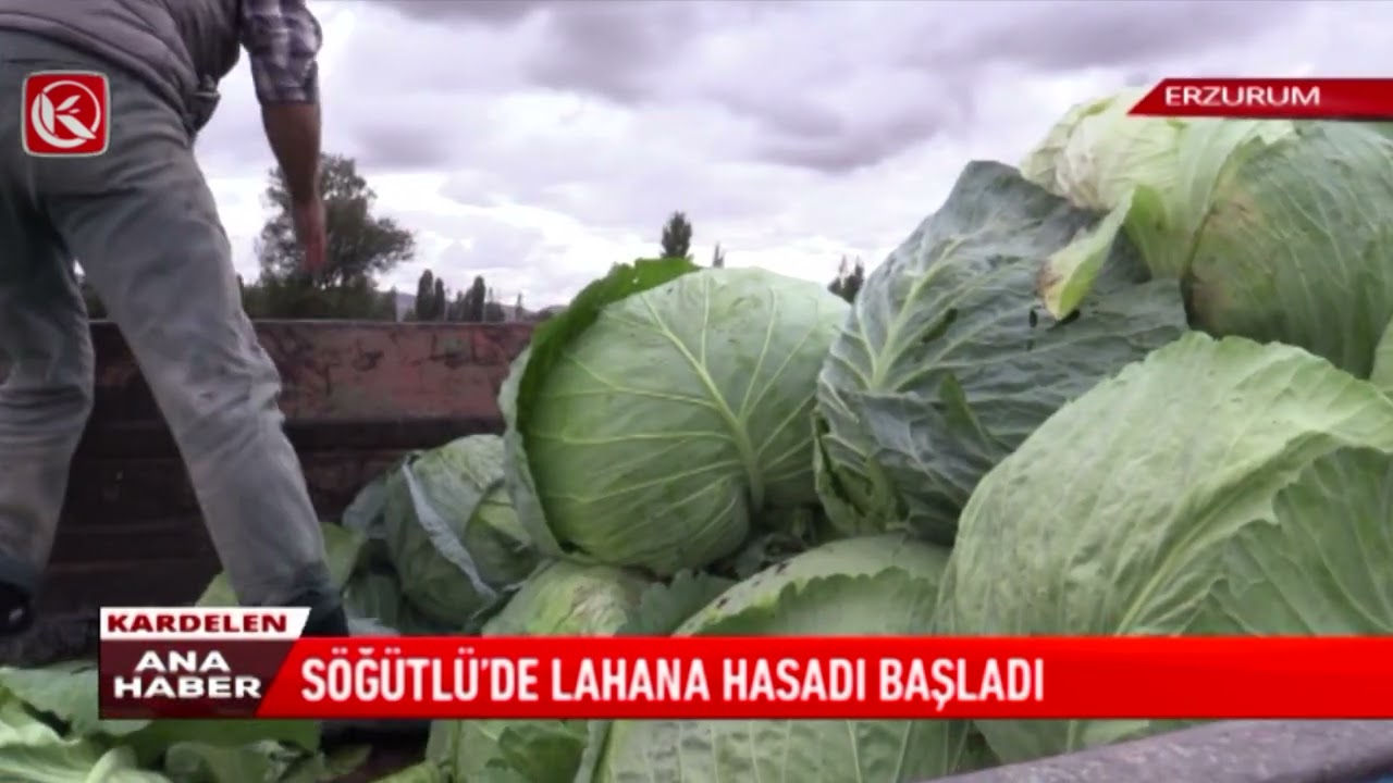 Kardelen TV | Söğütlü'de Lahana Hasadı Başladı