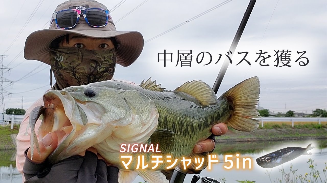 ミドストでバスを釣りまくる！シグナルマルチシャッドがやはり強い！（クリーク・バス釣り）