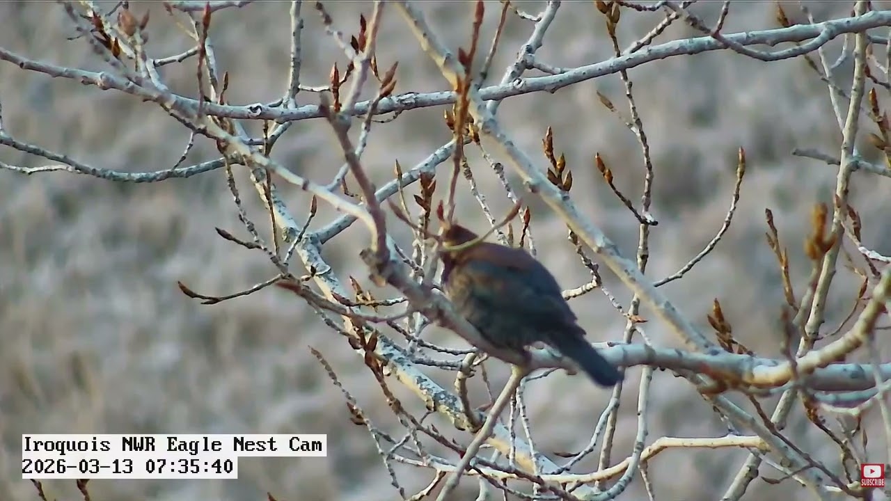 INWR-Cayuga marsh feathered friends 2026 03 13