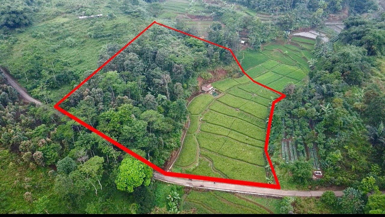 REVIEW Tanah Kebun Manggis + Sawah Ada Air Mengalir Luas 8106 m2 SUDAH TERJUAL