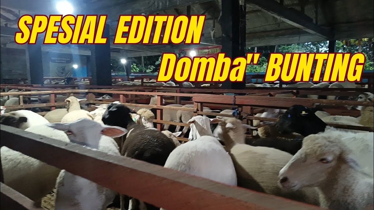 HARGA DOMBA BUNTING VS DORPER, SUFFOLK, dll. di ISTANA ROJOKOYO Farm Blitar ❤️‍🔥❤️‍🔥