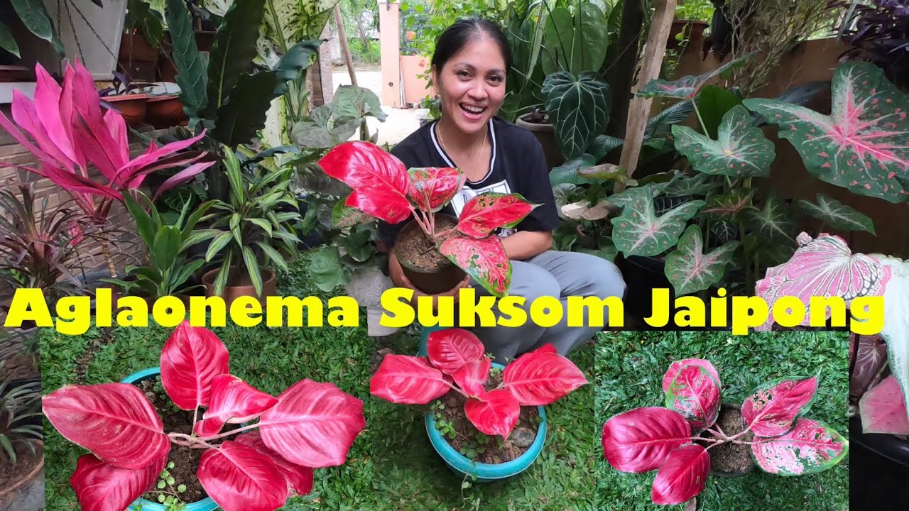 Suksom Jaipong  Propagation UPDATE / Suksom Jaipong Red Aglaonema Plant Update