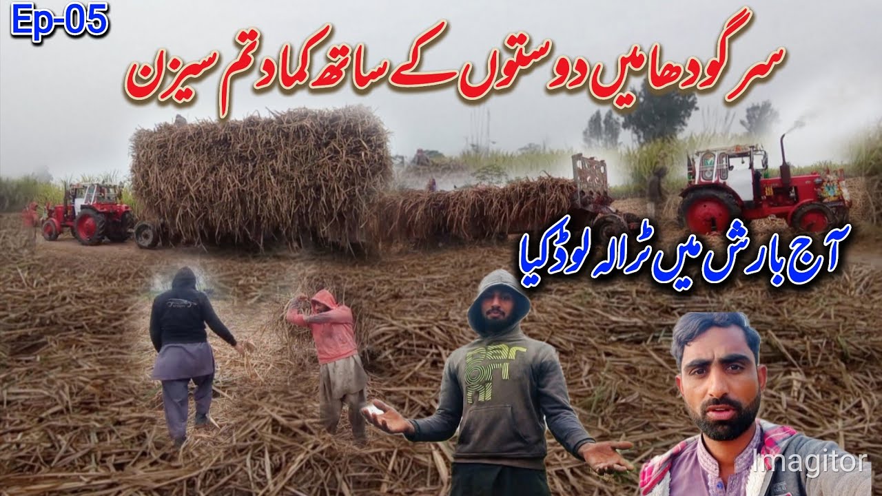 Sargodha me kamad ka sisosn barsh me tarala lod kia #pardespunjabtv 