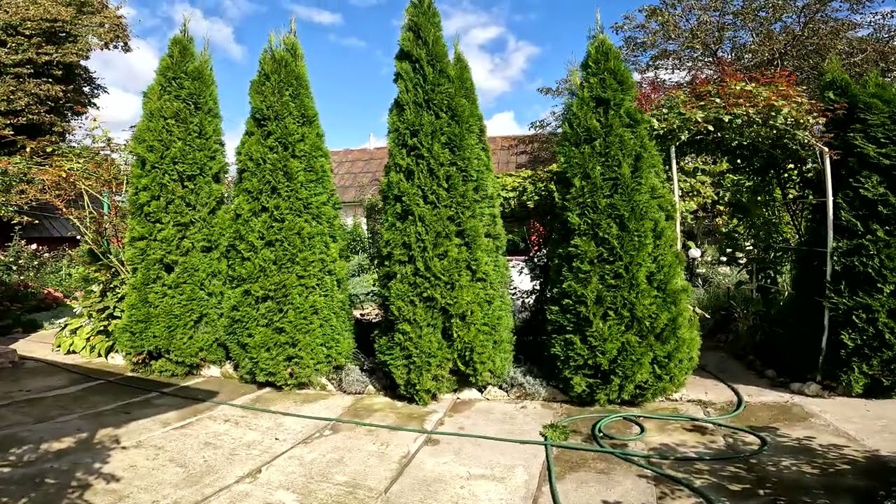 Вічнозелені у моєму саду #Evergreens in My Garden#сад #вічнозелені #туї #можевельник #самшит