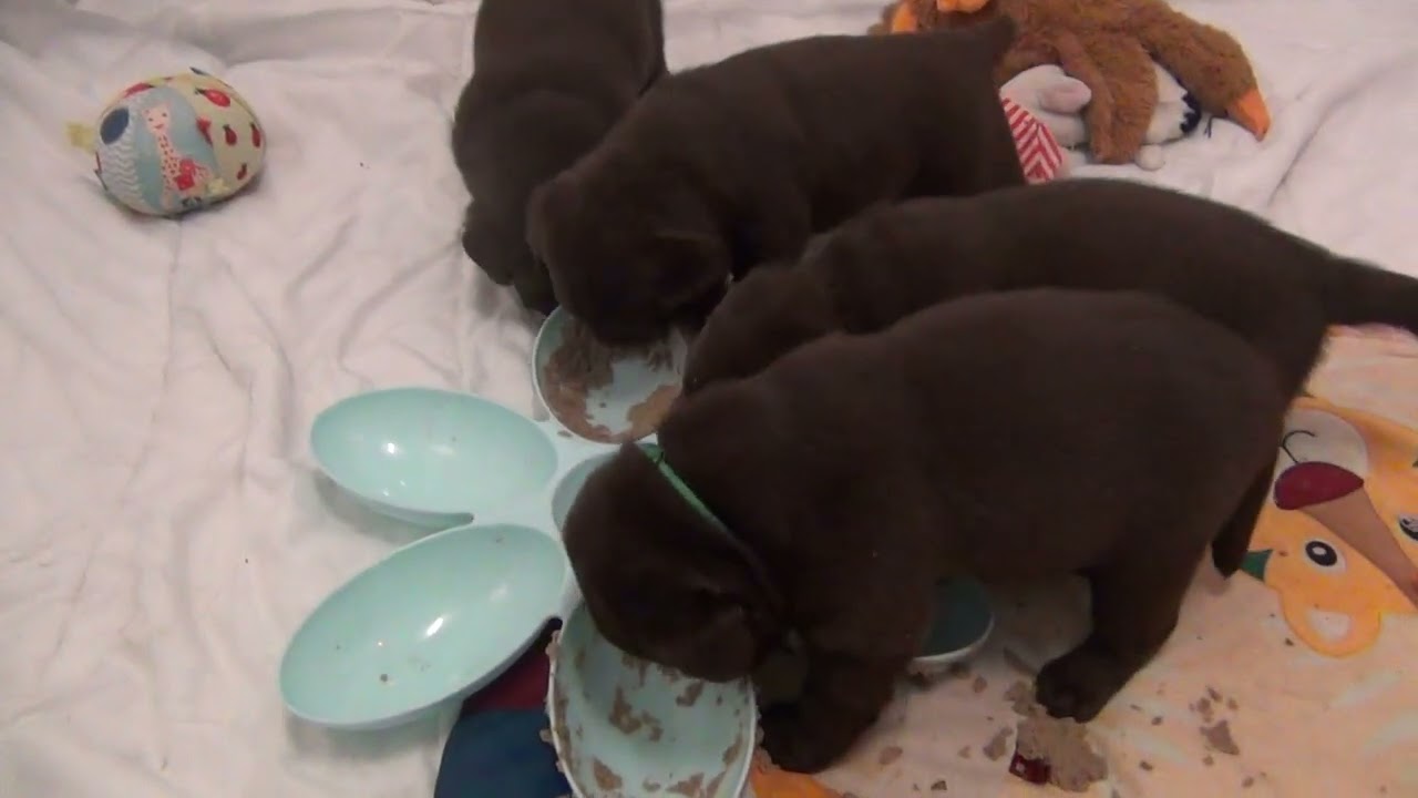 Nos chiots labradors chocolat