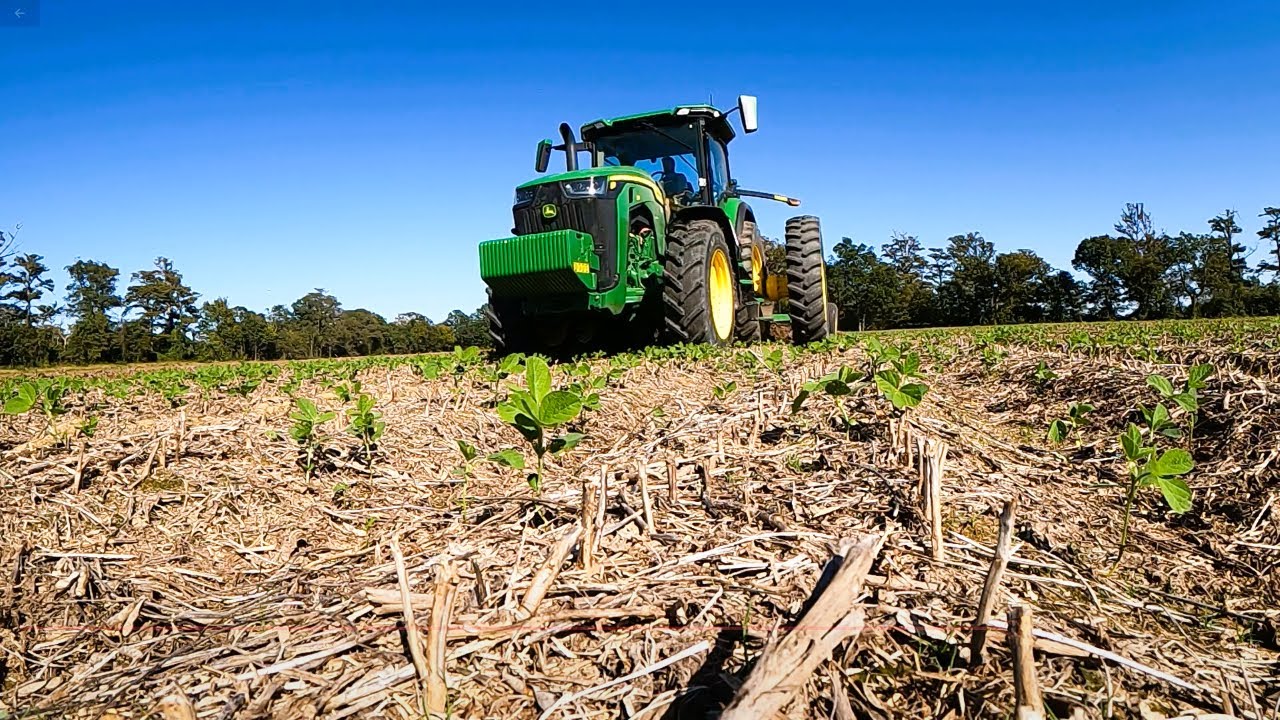 Cotton Picking and ripping