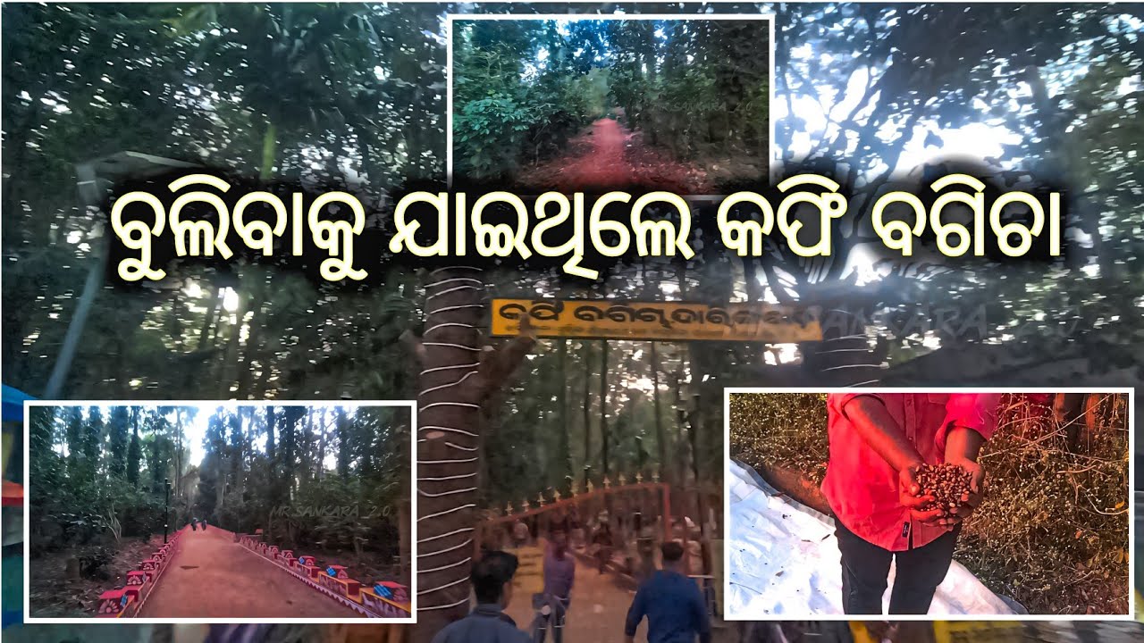 ବୁଲିବାକୁ ଯାଇଥିଲେ କଫି ବଗିଚା #55 