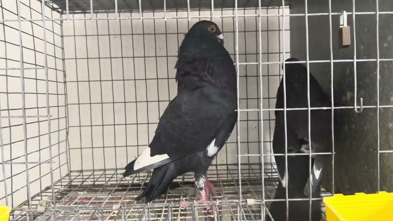 Pareja de negros cabos
