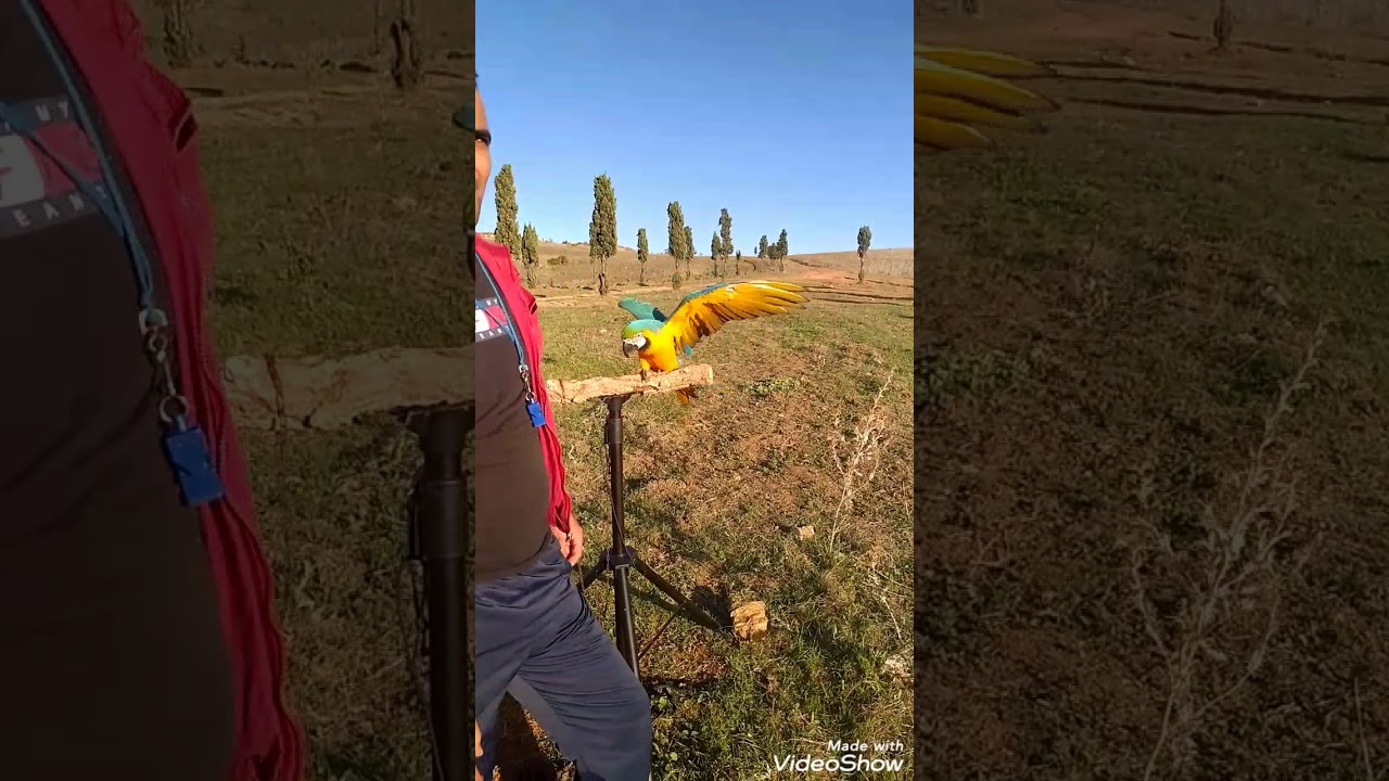 عندما يلتقي جمال الطبيعة بجمال الطيور 😍 سبحان الخالق المبدع
