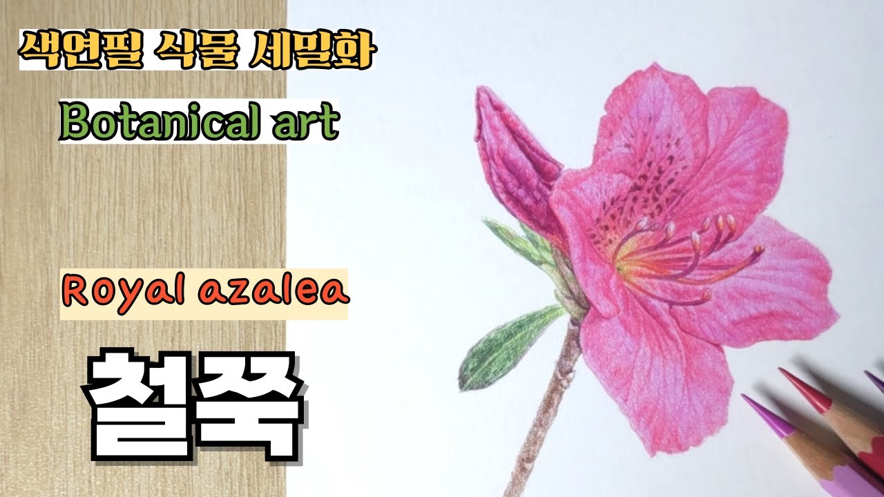 색연필로 그리는 철쭉 / 보태니컬 아트 / 진달래와 철쭉, 영산홍의 차이 / Royal azalea, drawn with colored pencils for beginners