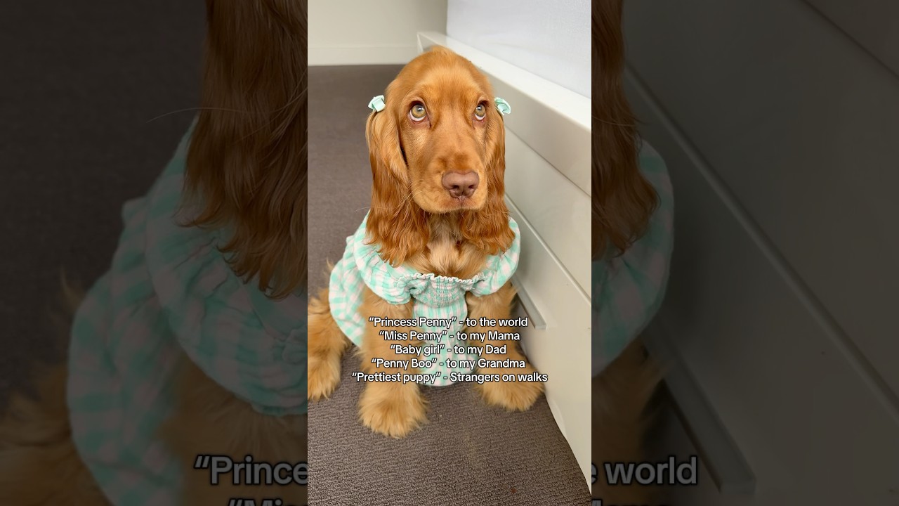 What would you call my puppy? Comment below! 👇 #puppy #dog #cockerspaniel #cutepuppy #nicknames