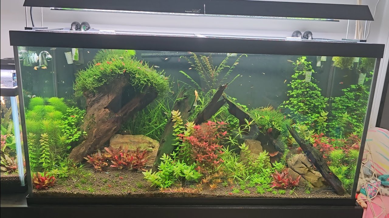 90 Gallon planted tank with Endlers and shrimp!