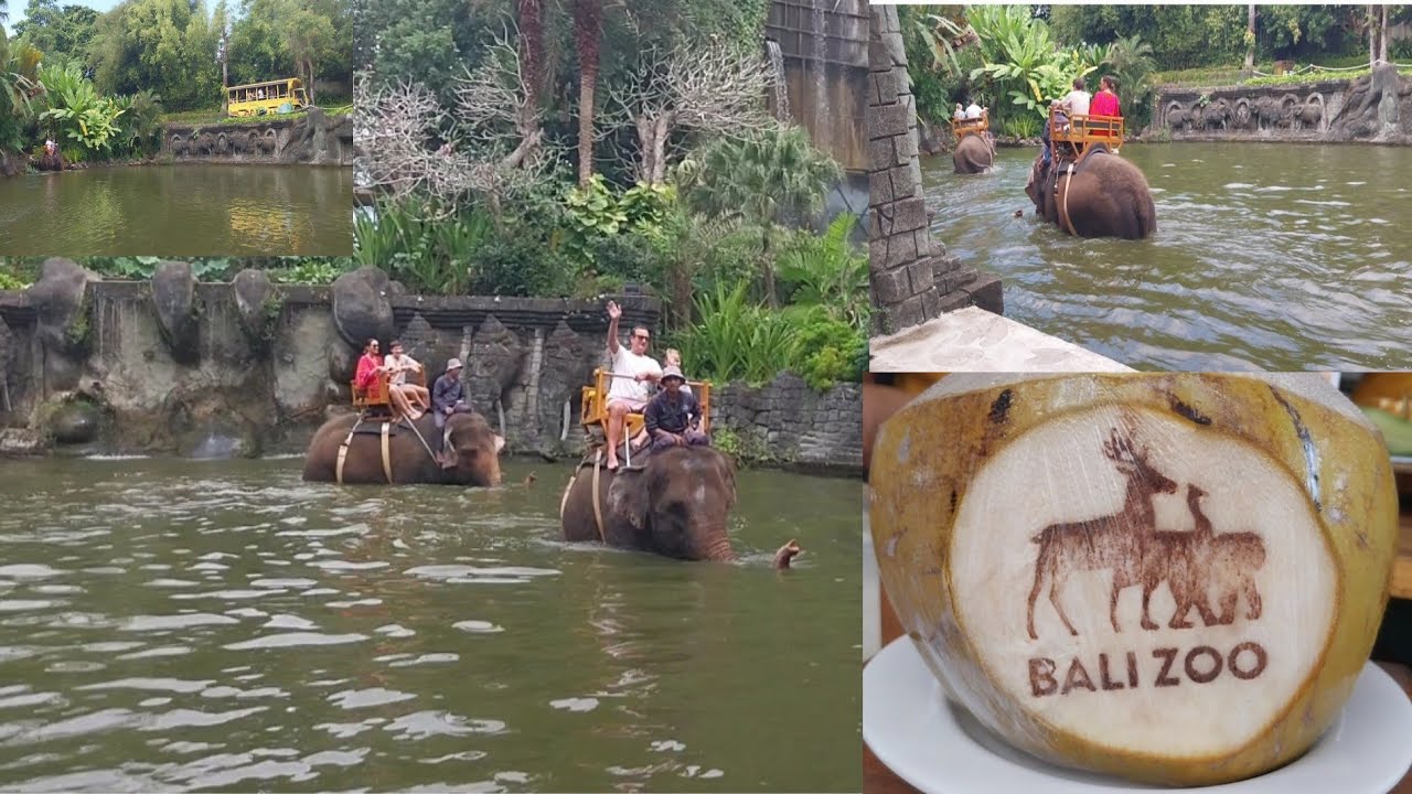 Elephant feeding and other activities in Bali Zoo 2024.