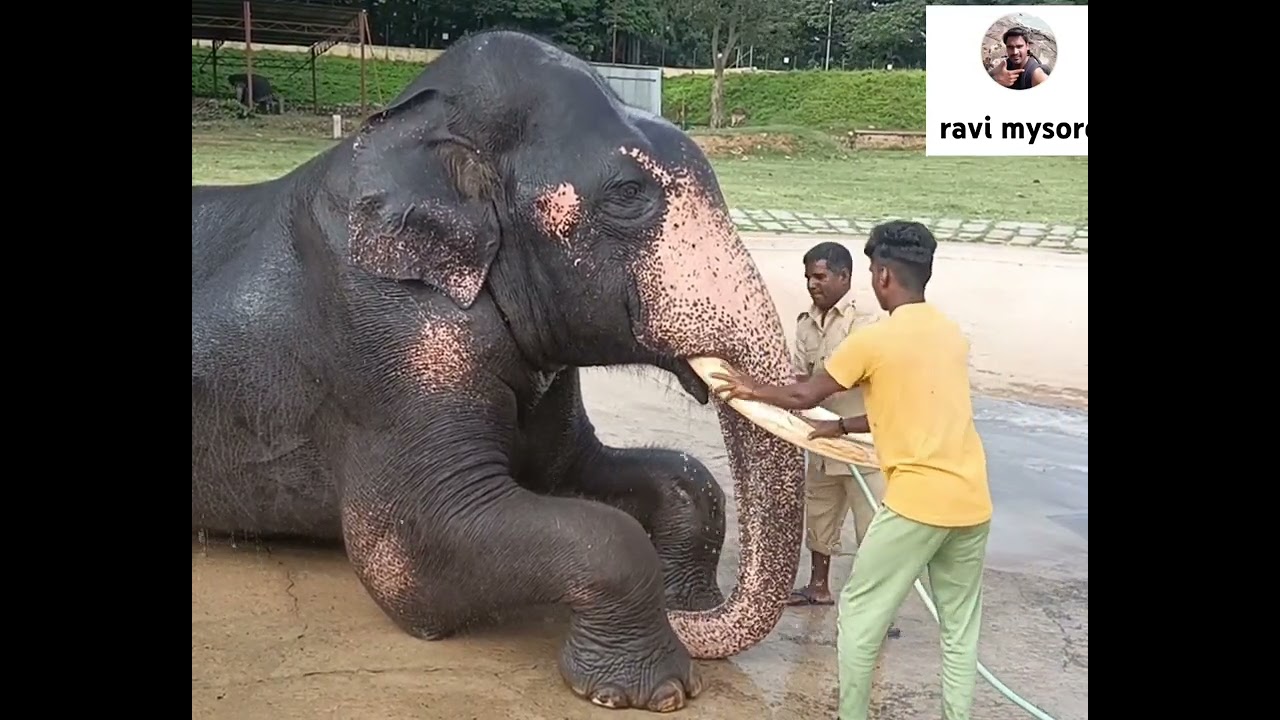 mysore dasara elephant BEEMA enjoying in water ಅರಮನೆಯಲ್ಲಿ ಭೀಮನಿಗೆ ಜಲಮಜ್ಜನ