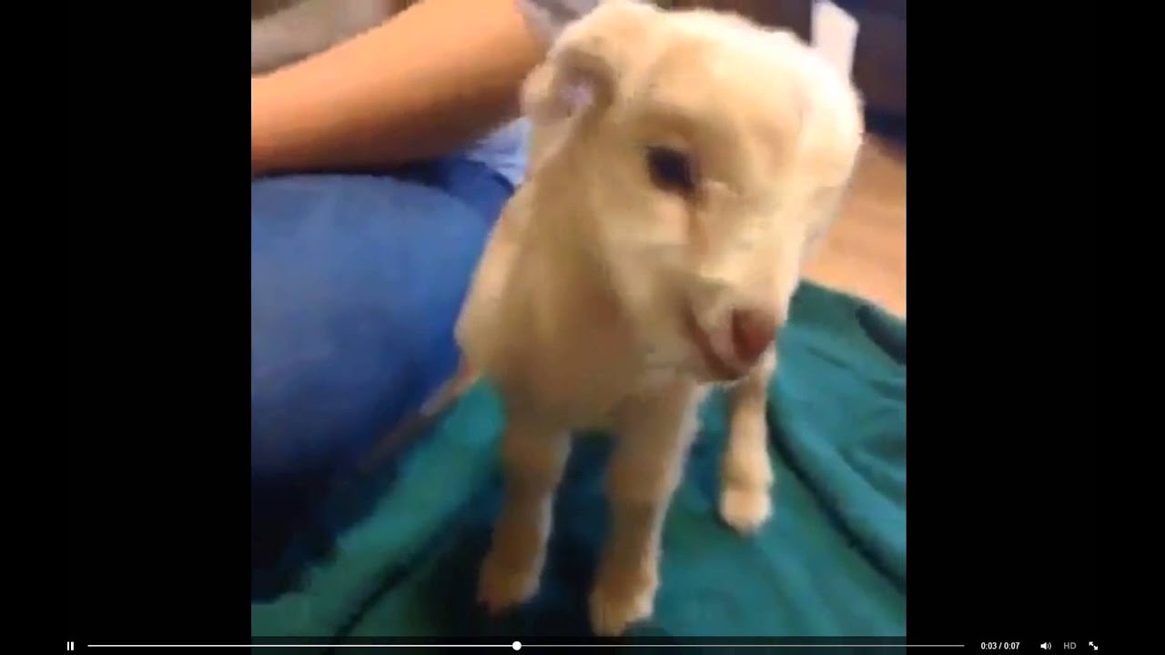 Little baby goat screaming ( really funny)