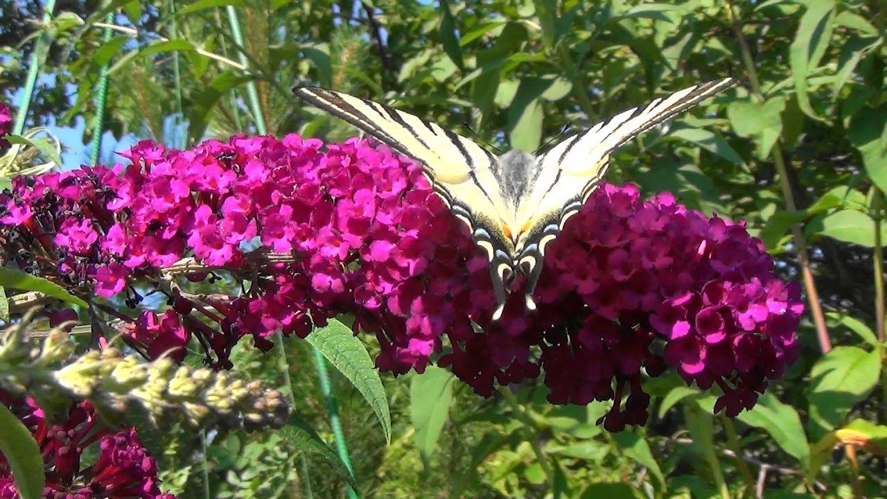 🦋Как вырастить красивую будлею.