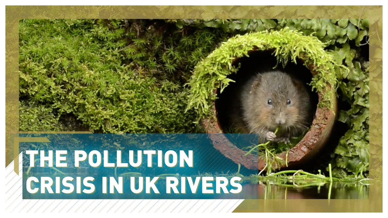 Rivers across England face pollution crisis
