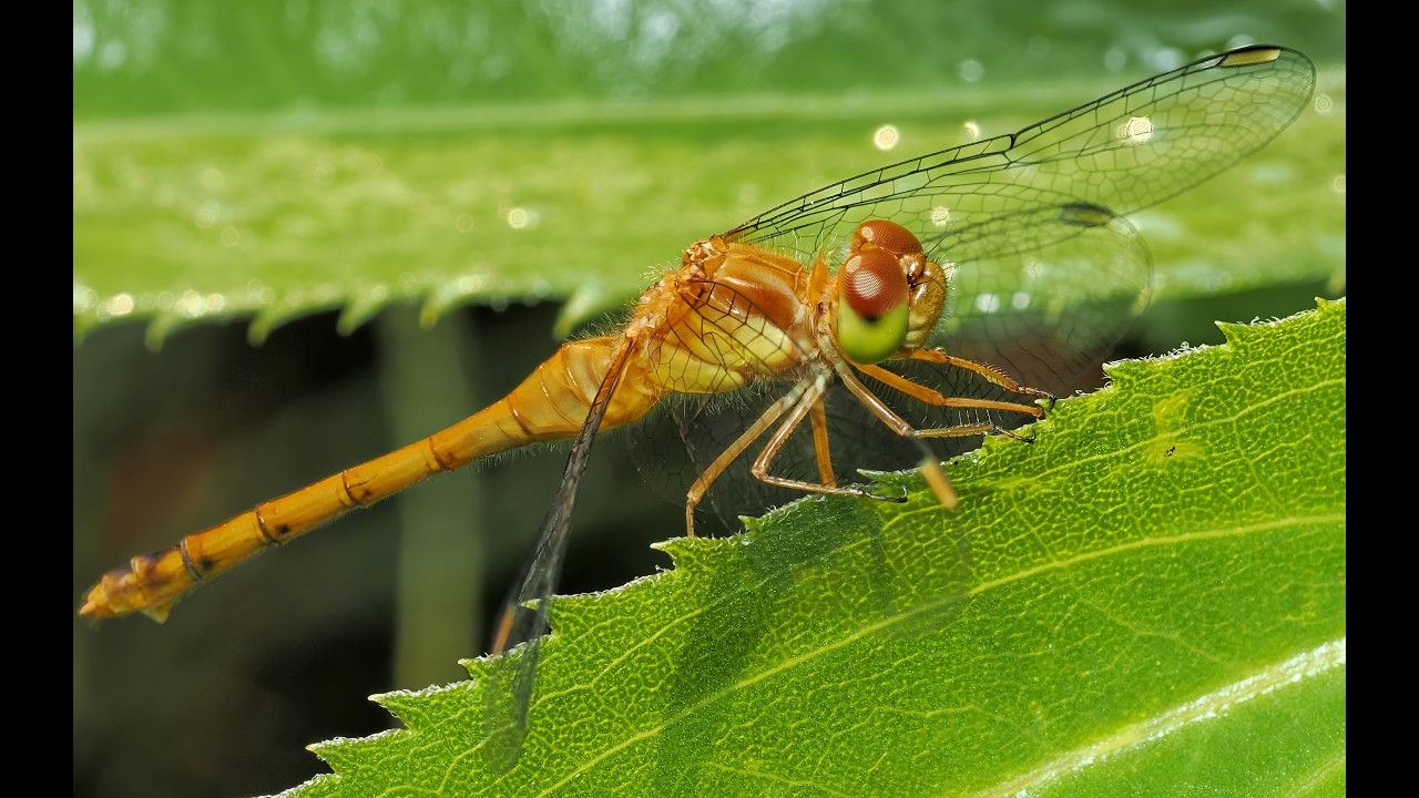 Soaring Beauty: Dragonflies and Damselflies